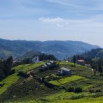 Tea Factory visit