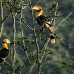 Birding